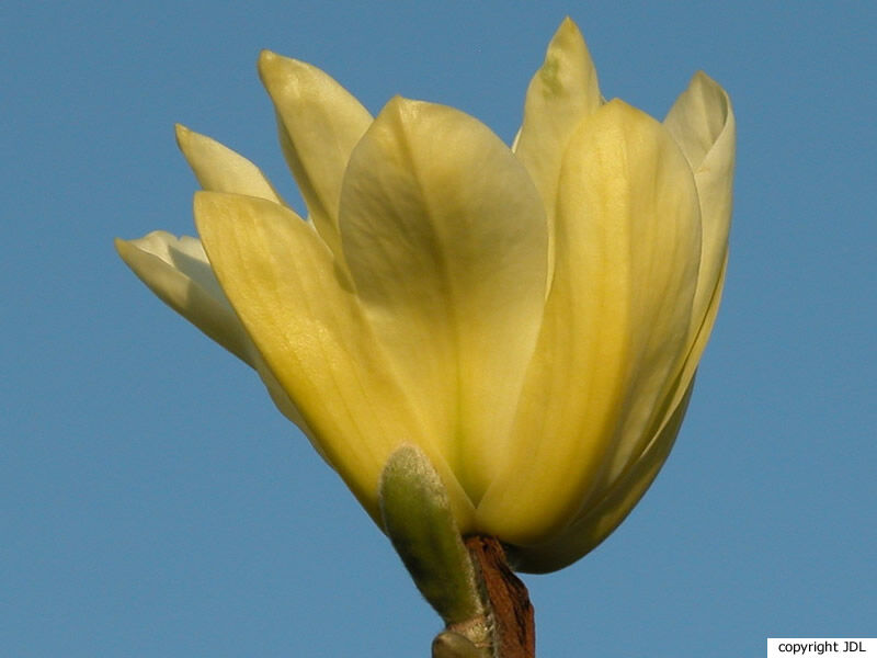 Magnolia 'Butterflies' (M.acuminata × M.denudata 'Sawada's Cream')