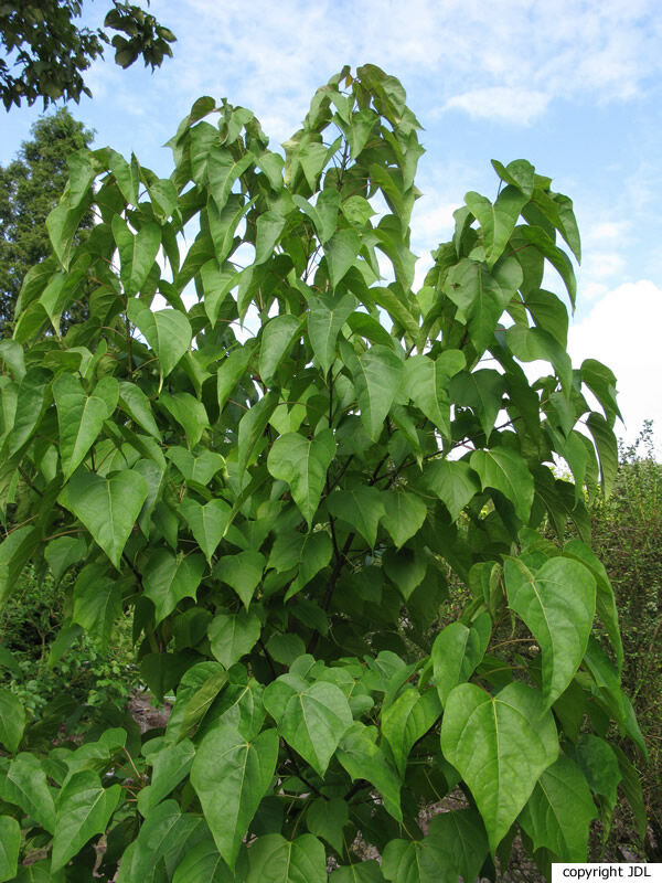 Catalpa bungei C.A.Mey Duclouxii Group