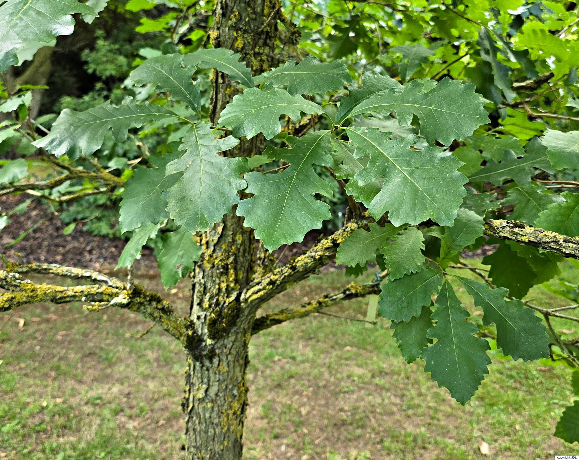 Quercus macrocarpa Michx.