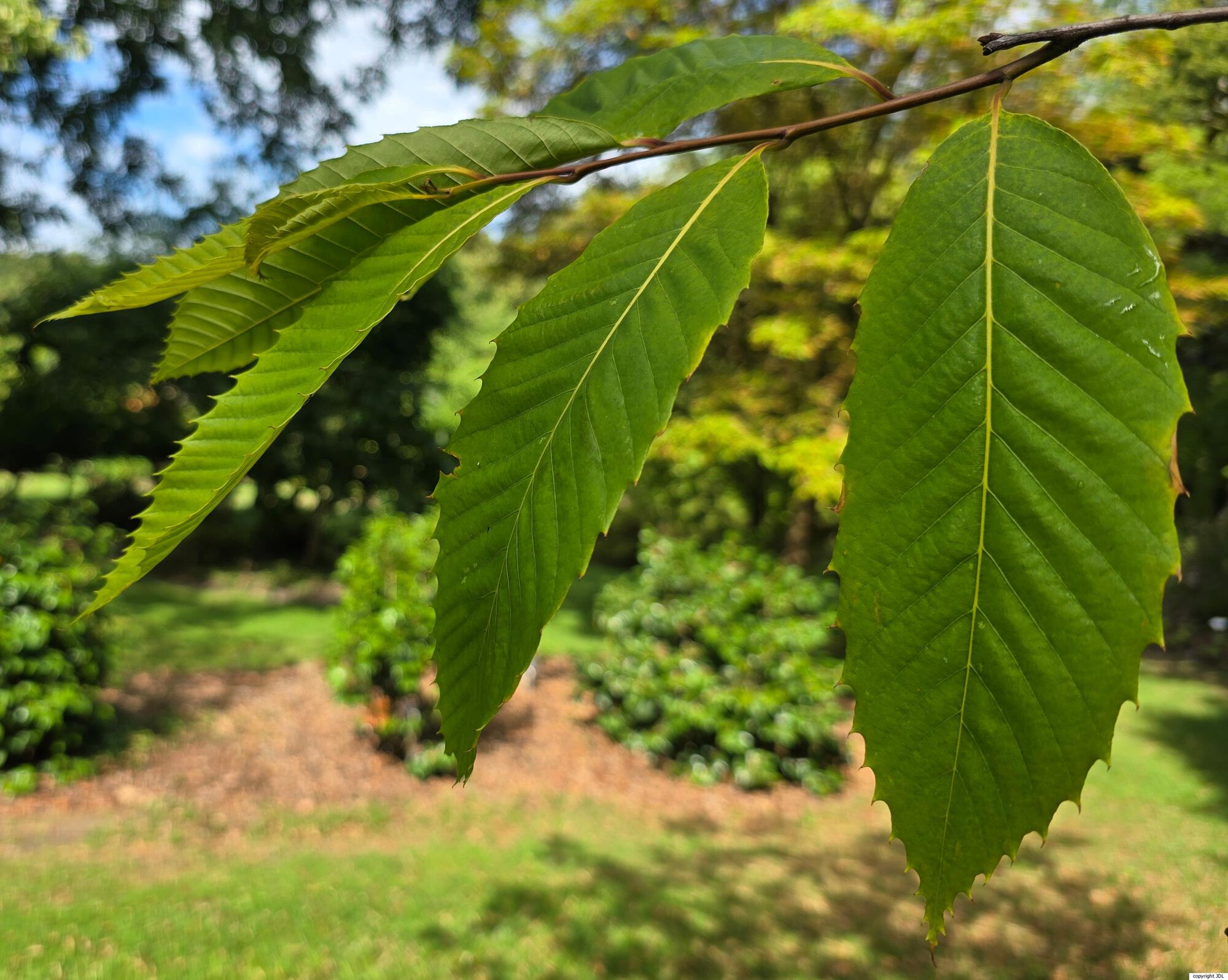 Castanea dentata (Marshall) Borkh.