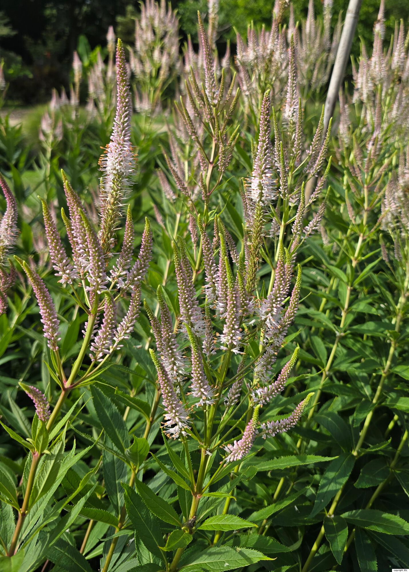Veronicastrum virginicum (L.) Farw. 'Alboroseum'