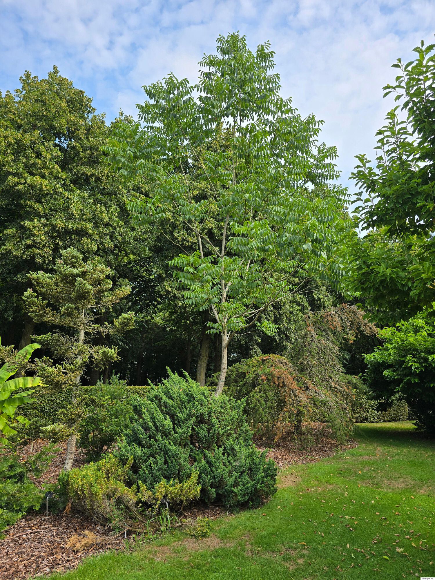 Toxicodendron succedaneum (L.) Kuntze