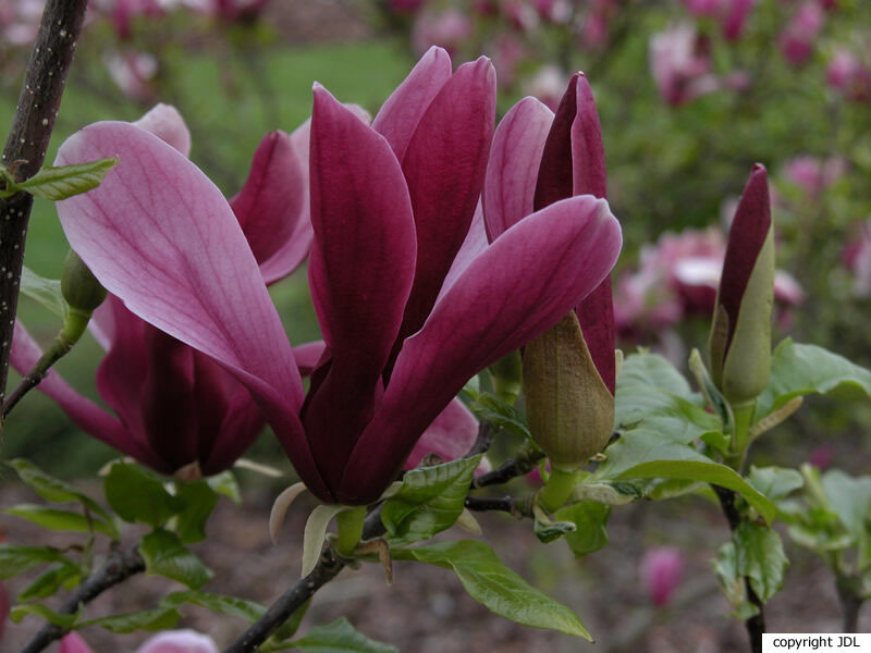 Magnolia liliiflora Desr. 'Nigra'