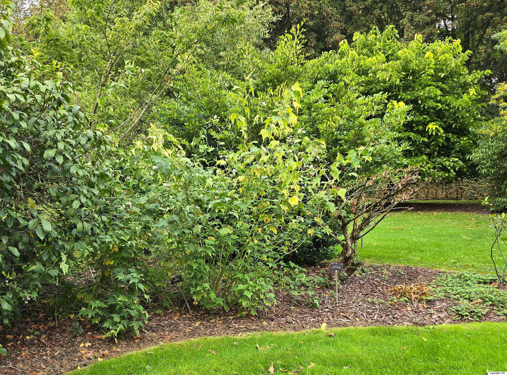 Ripariosida hermaphrodita (L.) Weakley & D.B.Poind.