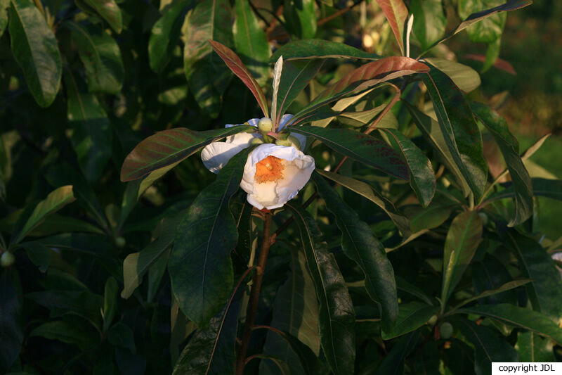 Franklinia alatamaha Marshall