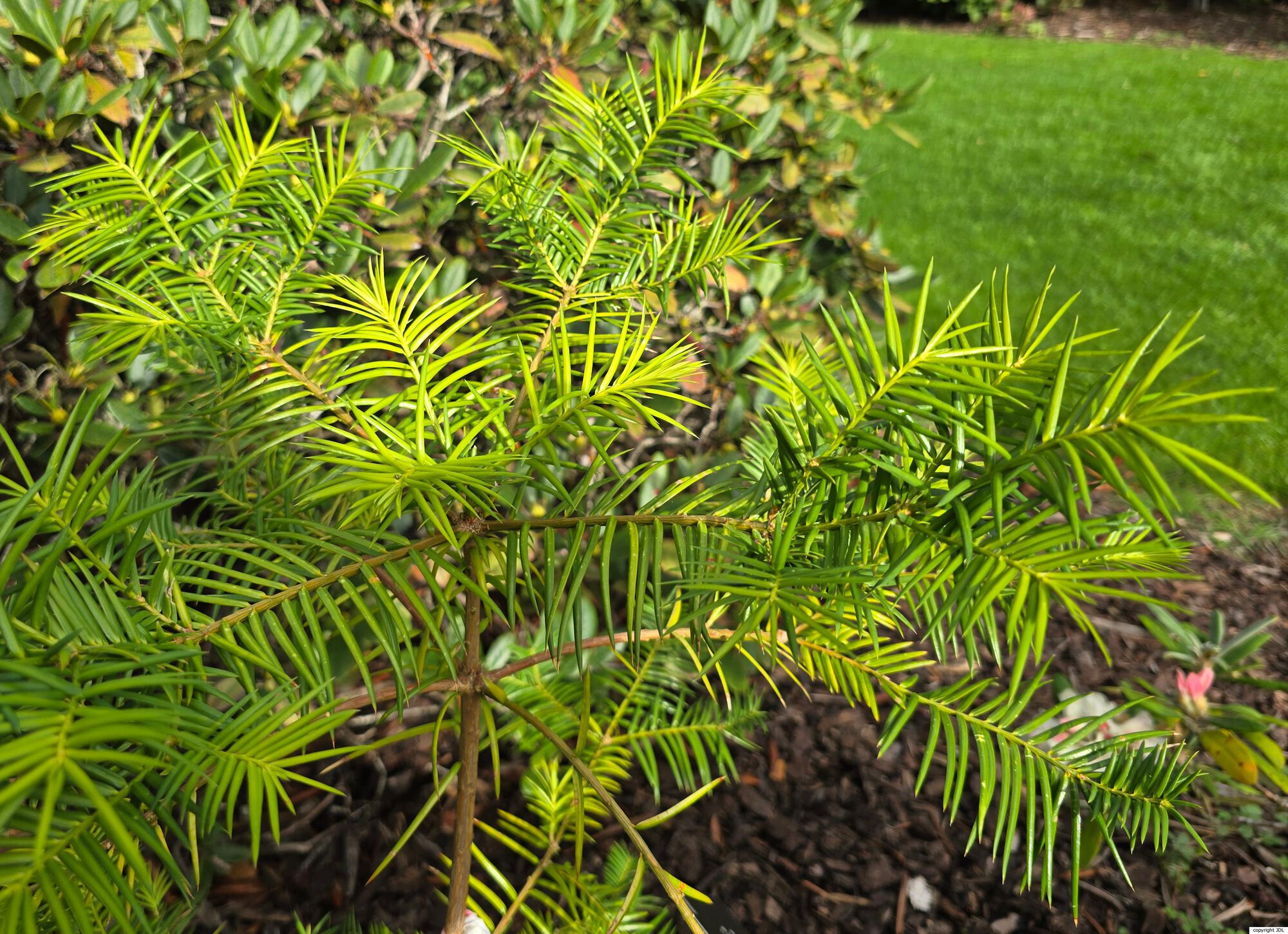 Torreya taxifolia Arn.