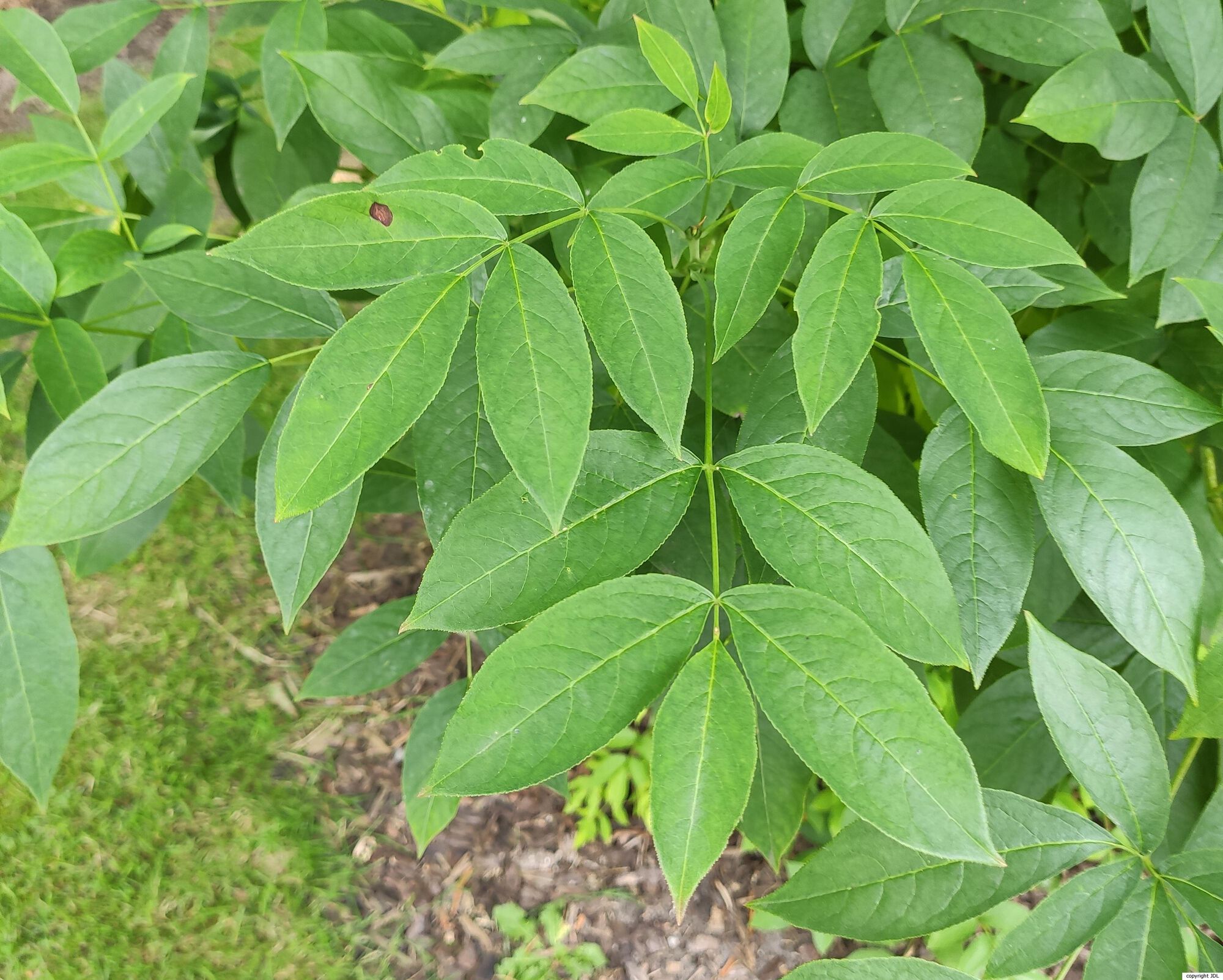 Staphylea pinnata L.