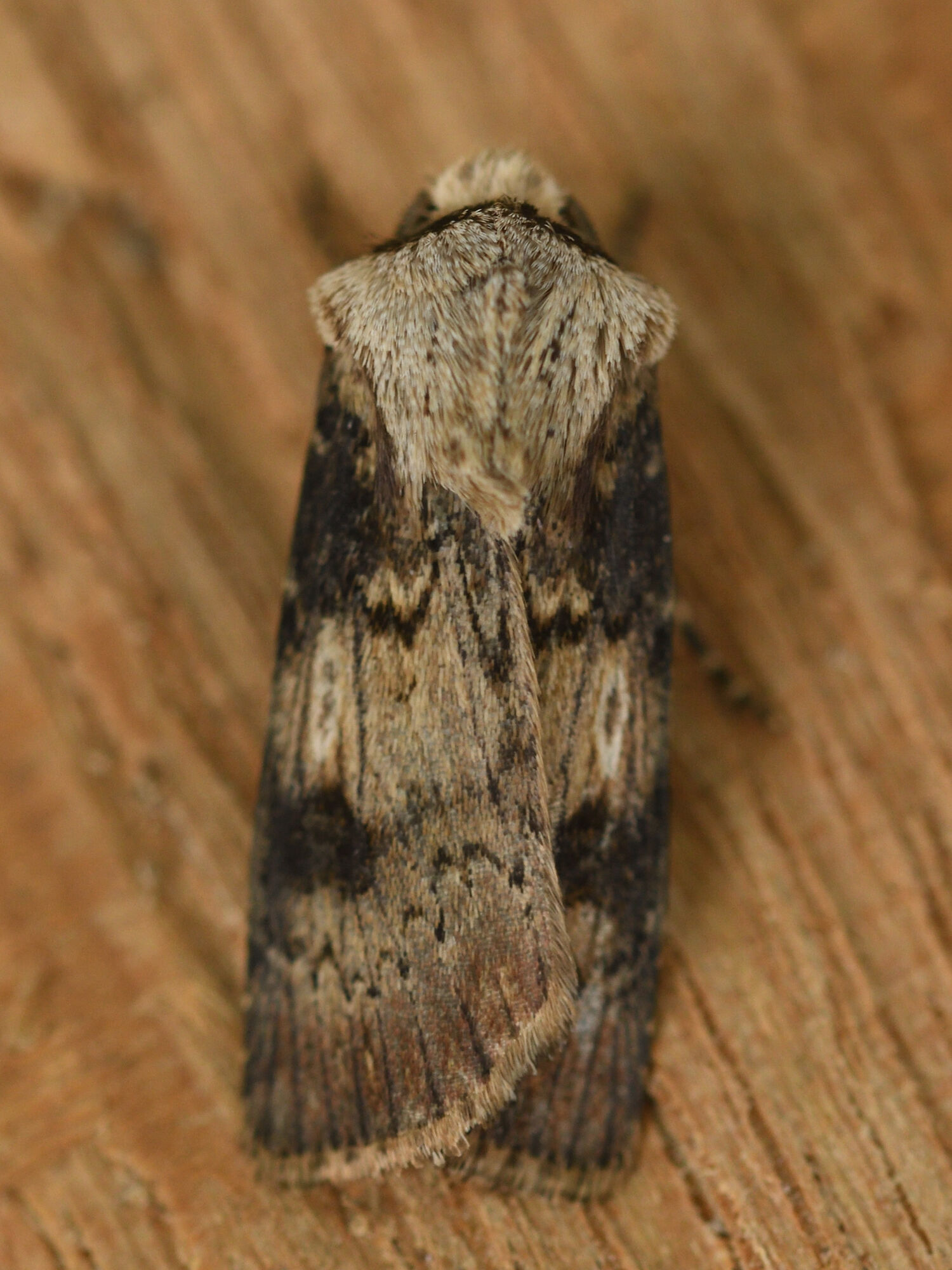 Agrotis puta (Hübner, 1803)
