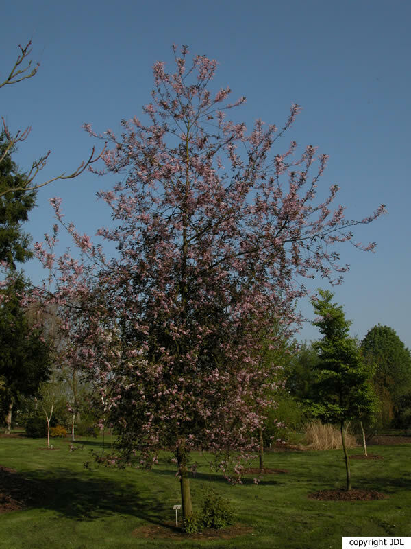 Prunus padus L. 'Colorata'