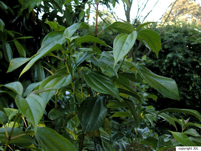 Viburnum cinnamomifolium Rehder