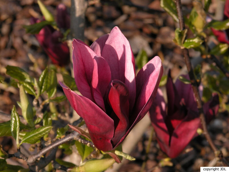 Magnolia liliiflora Desr. 'Holland Red'