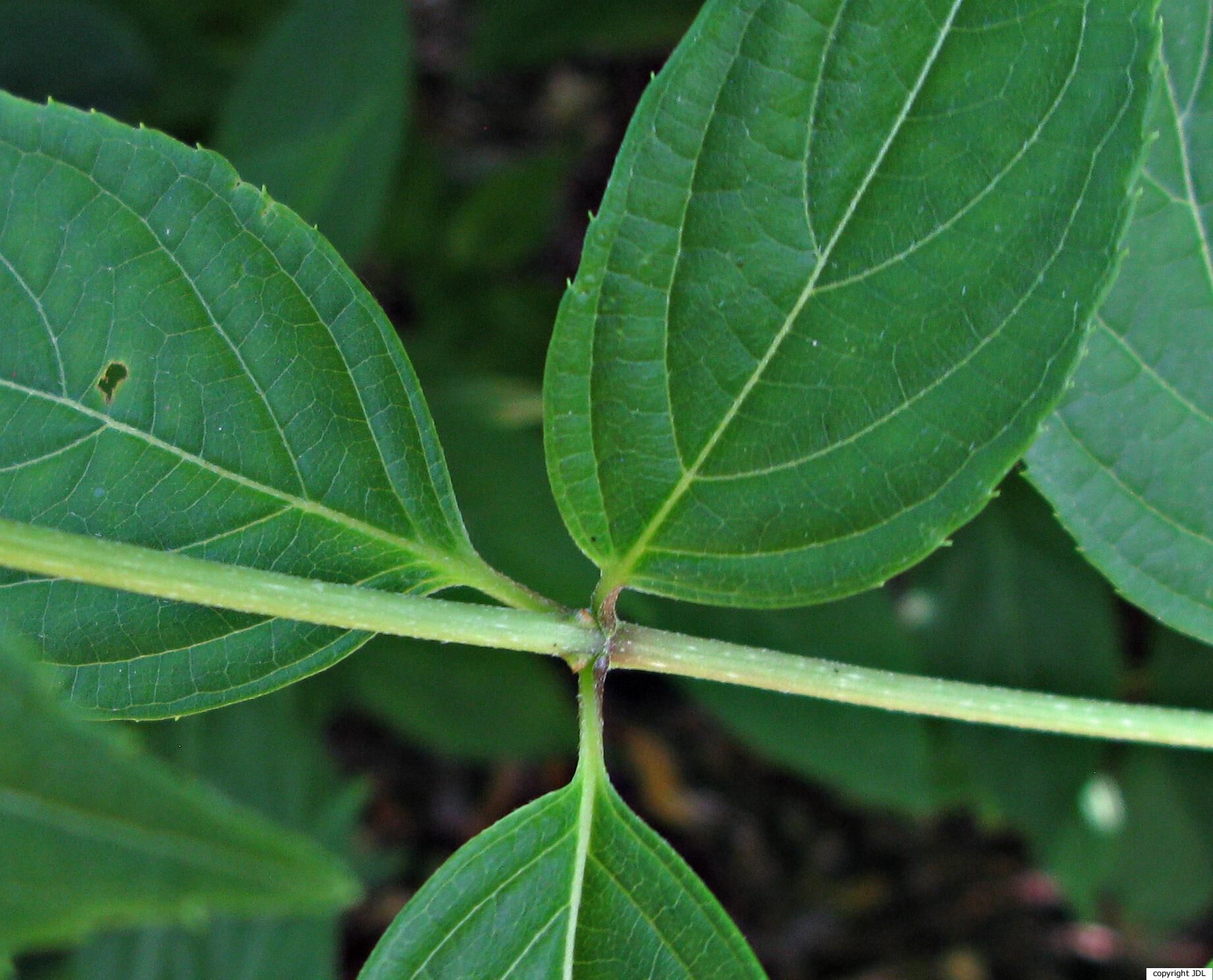 Hydrangea paniculata Siebold