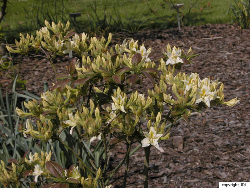 Rhododendron 'Viscosepalum' (Harde Gentse)