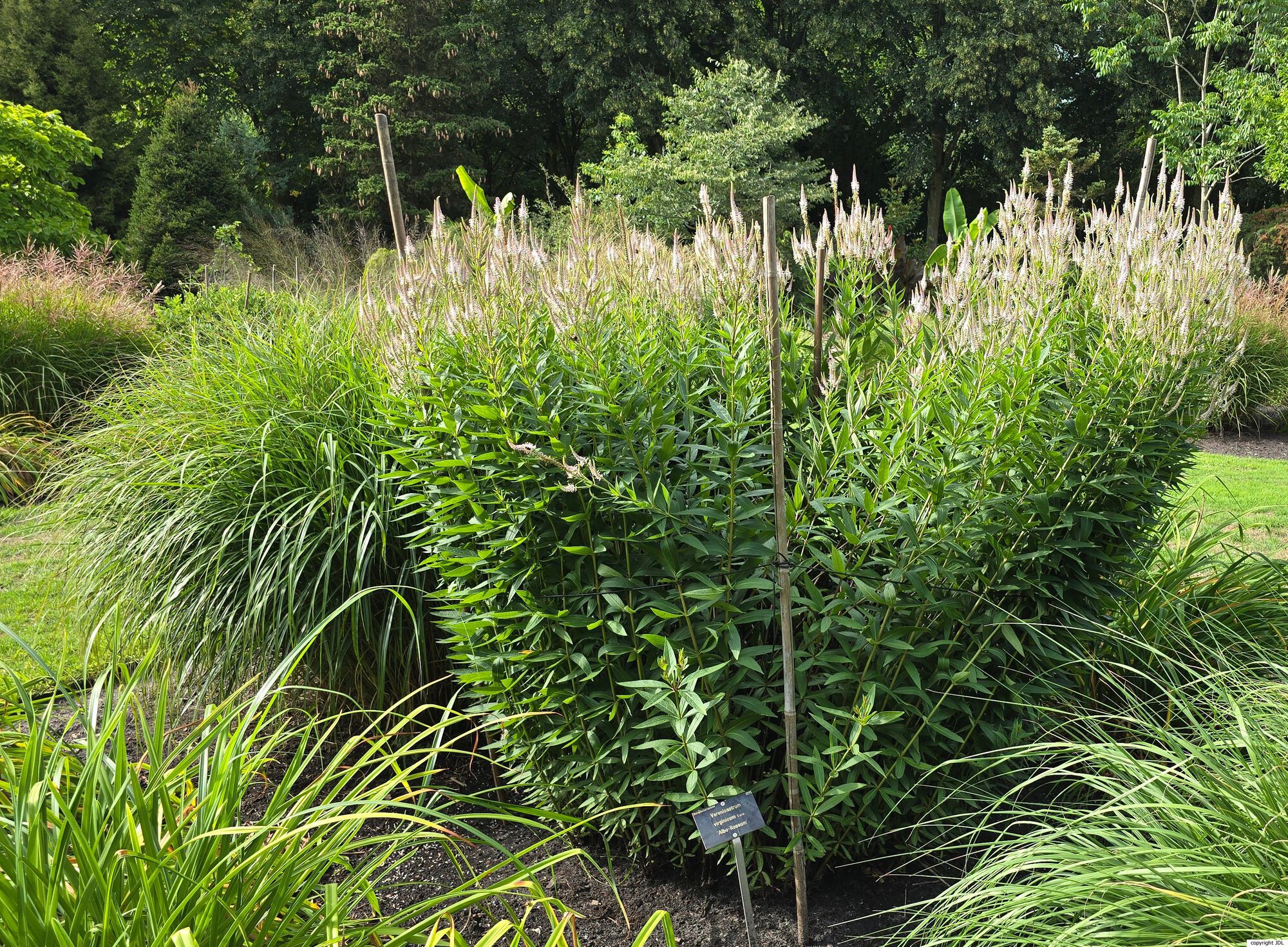 Veronicastrum virginicum (L.) Farw. 'Alboroseum'