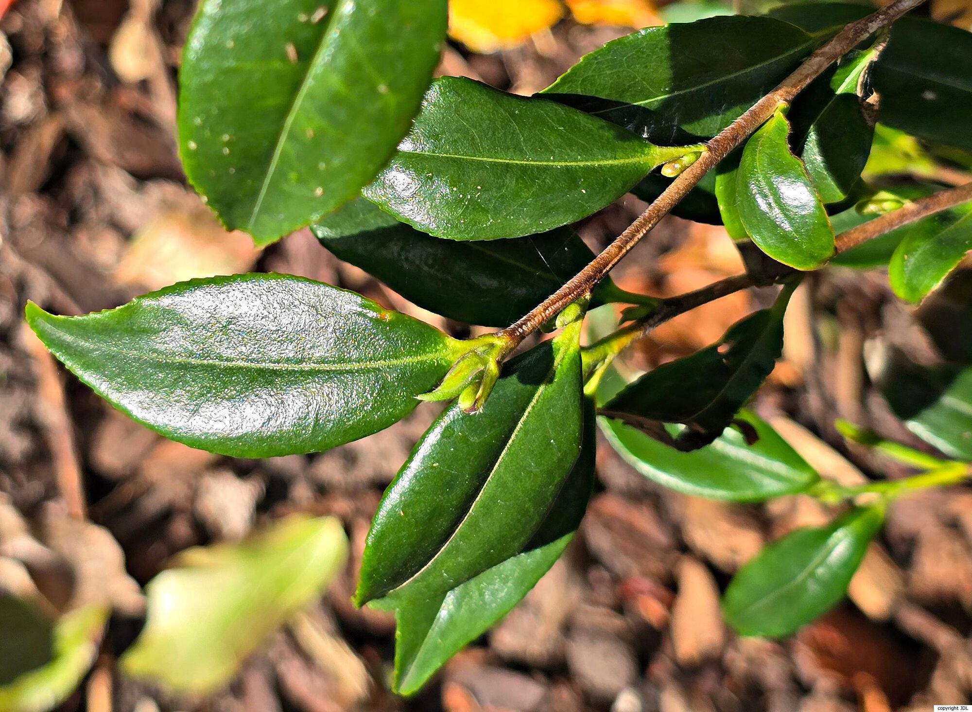 Camellia longicarpa