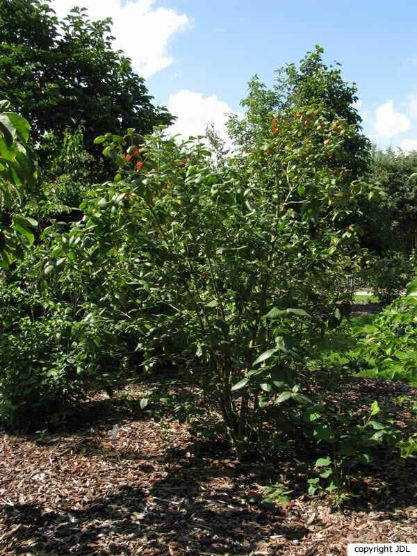 Viburnum lantana L. 'Rugosum'