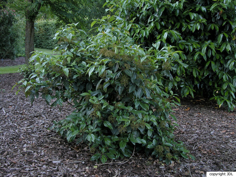 Viburnum cinnamomifolium Rehder