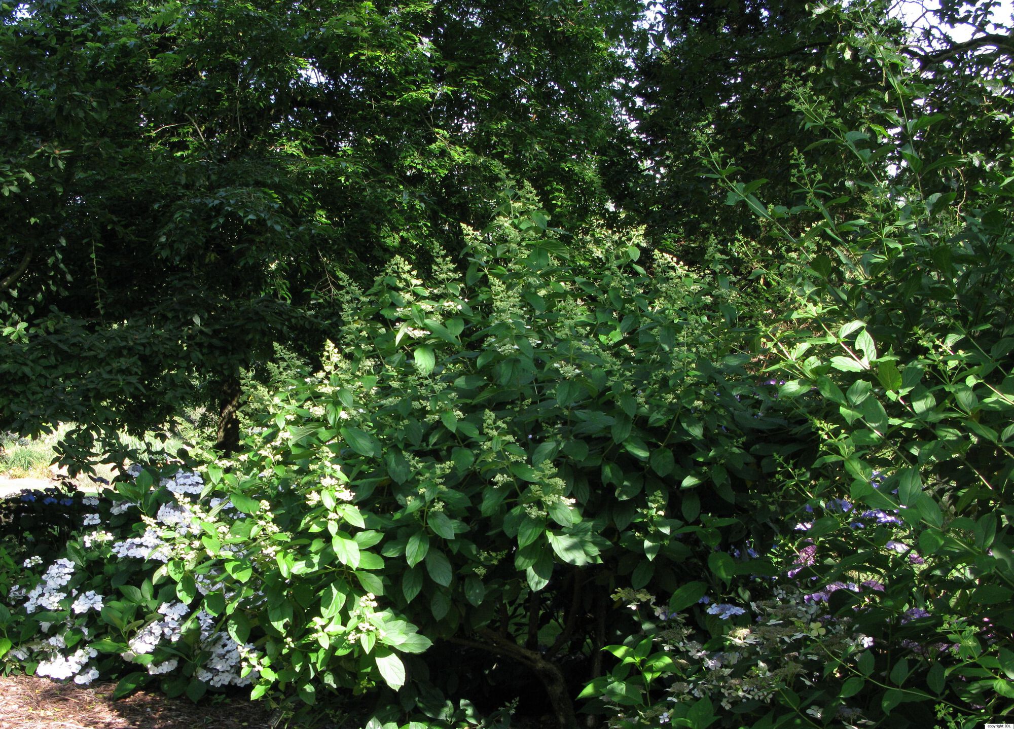 Hydrangea paniculata Siebold