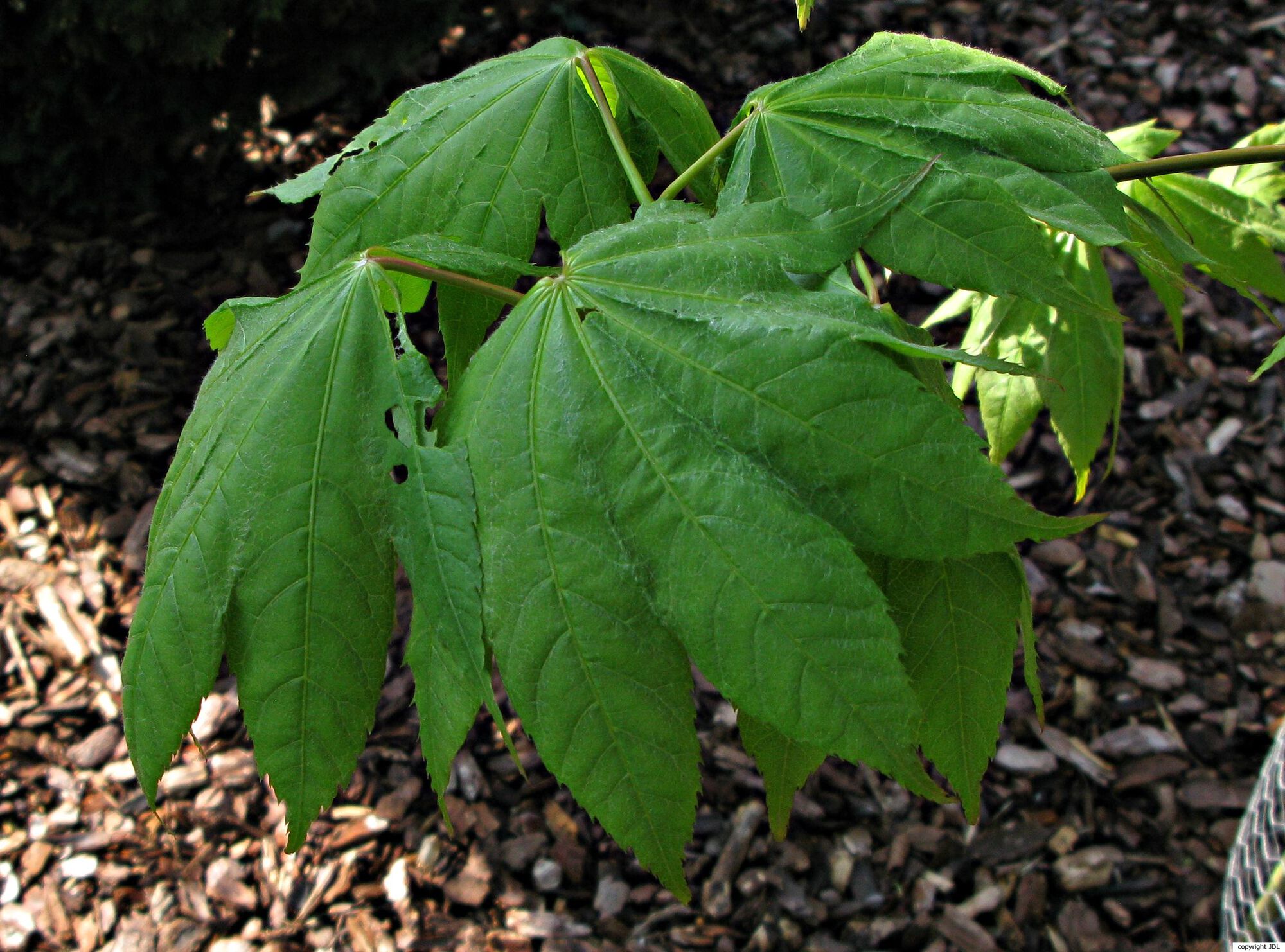 Acer campbellii Hook.f. & Thomson ex Hiern