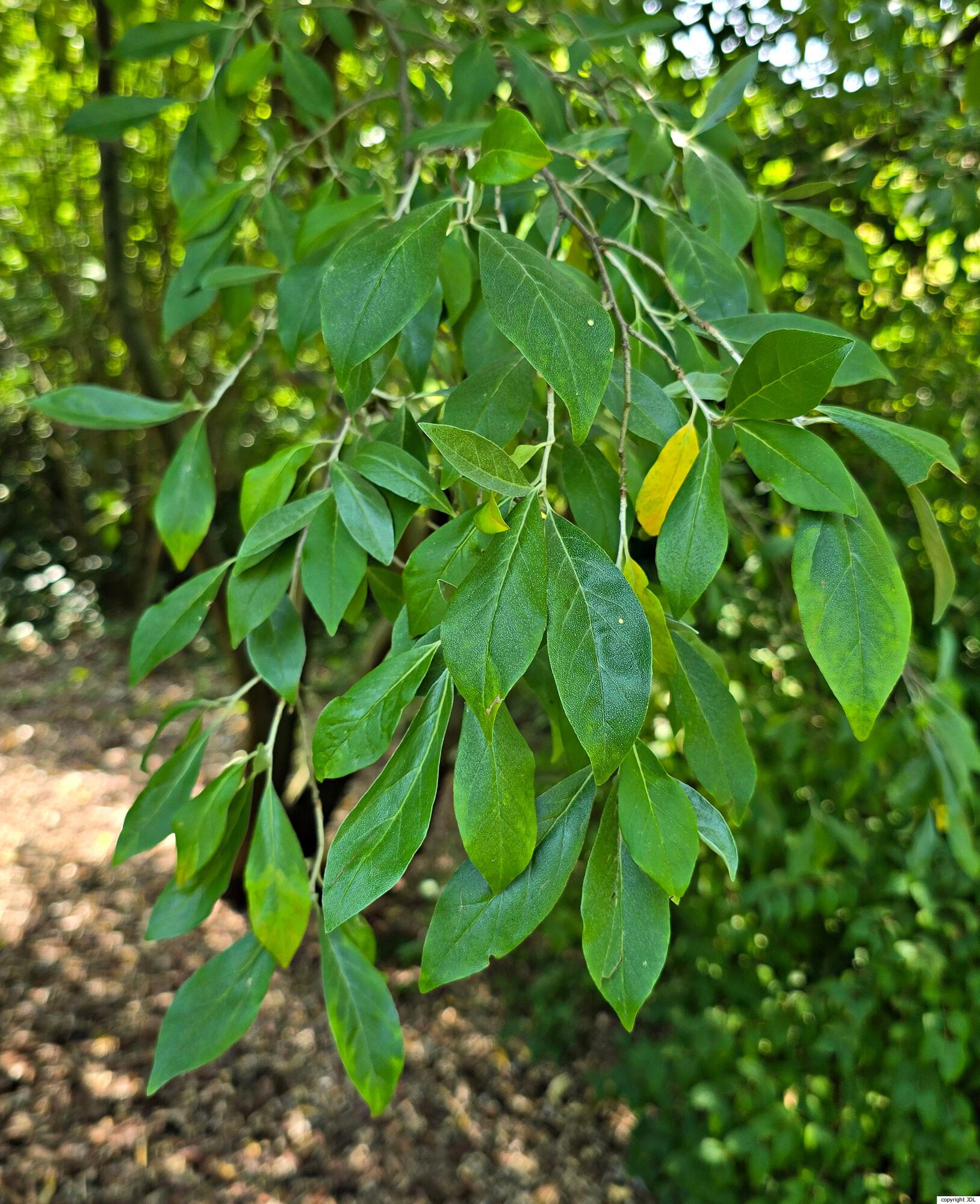 Elaeagnus species
