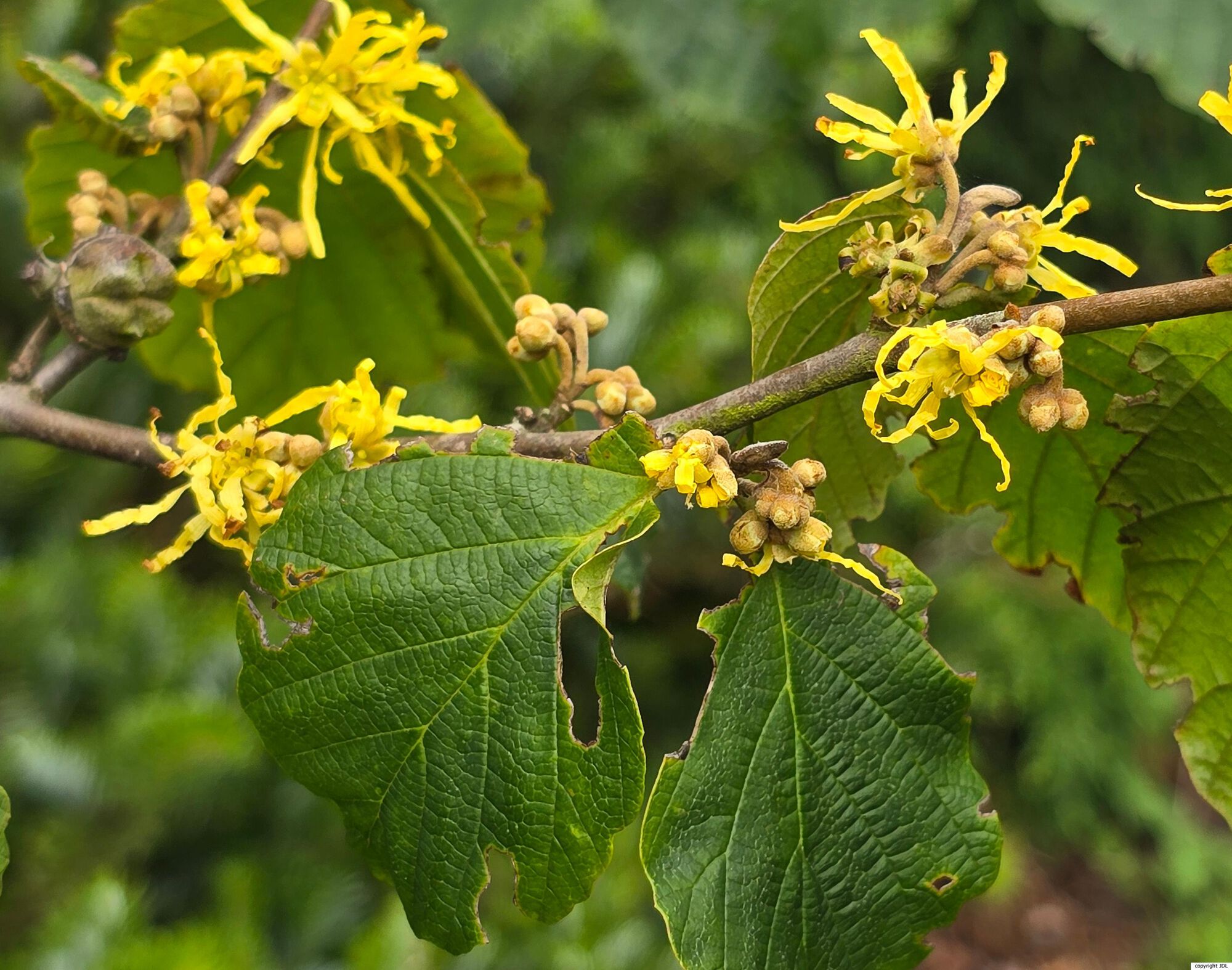 Hamamelis japonica Siebold & Zucc. var. flavopurpurascens (Makino) Rehder