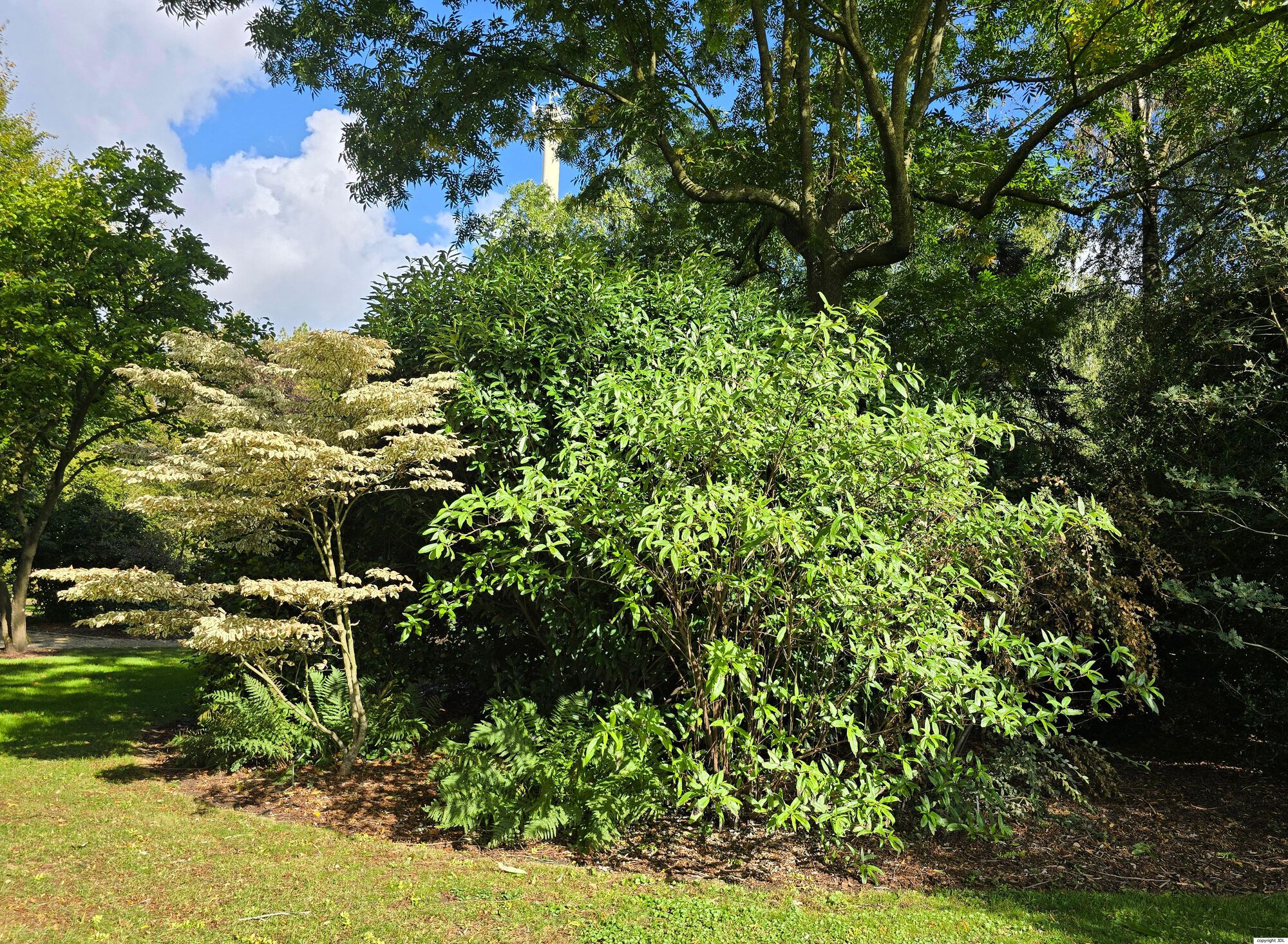 Debregeasia longifolia (Burm.f.) Wedd.