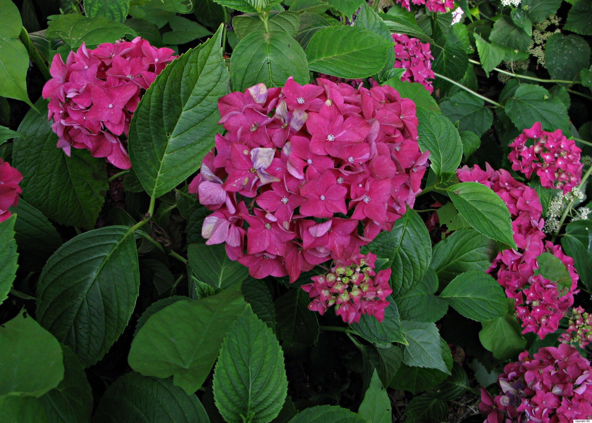 Hydrangea macrophylla (Thunb.) Ser. 'Vöster Frührot'