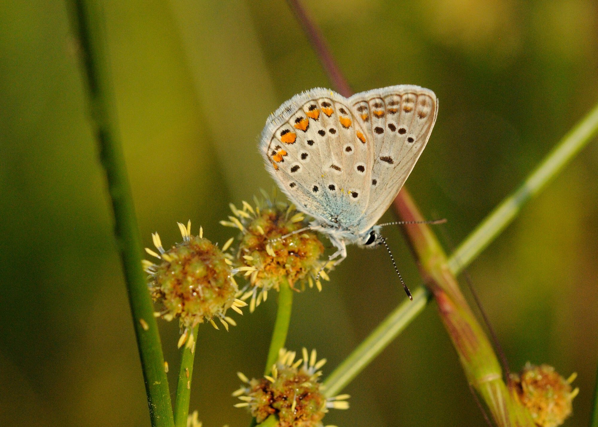 Polyommatus icarus (Rottemburg, 1775)