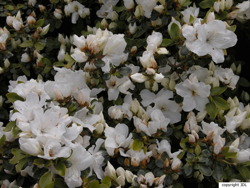 Rhododendron 'Panda' (Japanse azalea)