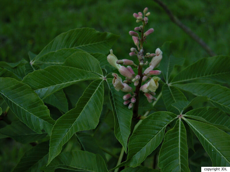 Aesculus ×mutabilis (Spach) Schelle 'Induta' (A.pavia × A.sylvatica)