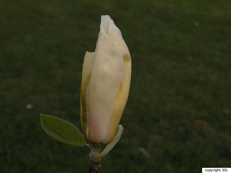 Magnolia 'Yellow Lantern' (M.acuminata subsp. subcordata × M.'Big Pink')