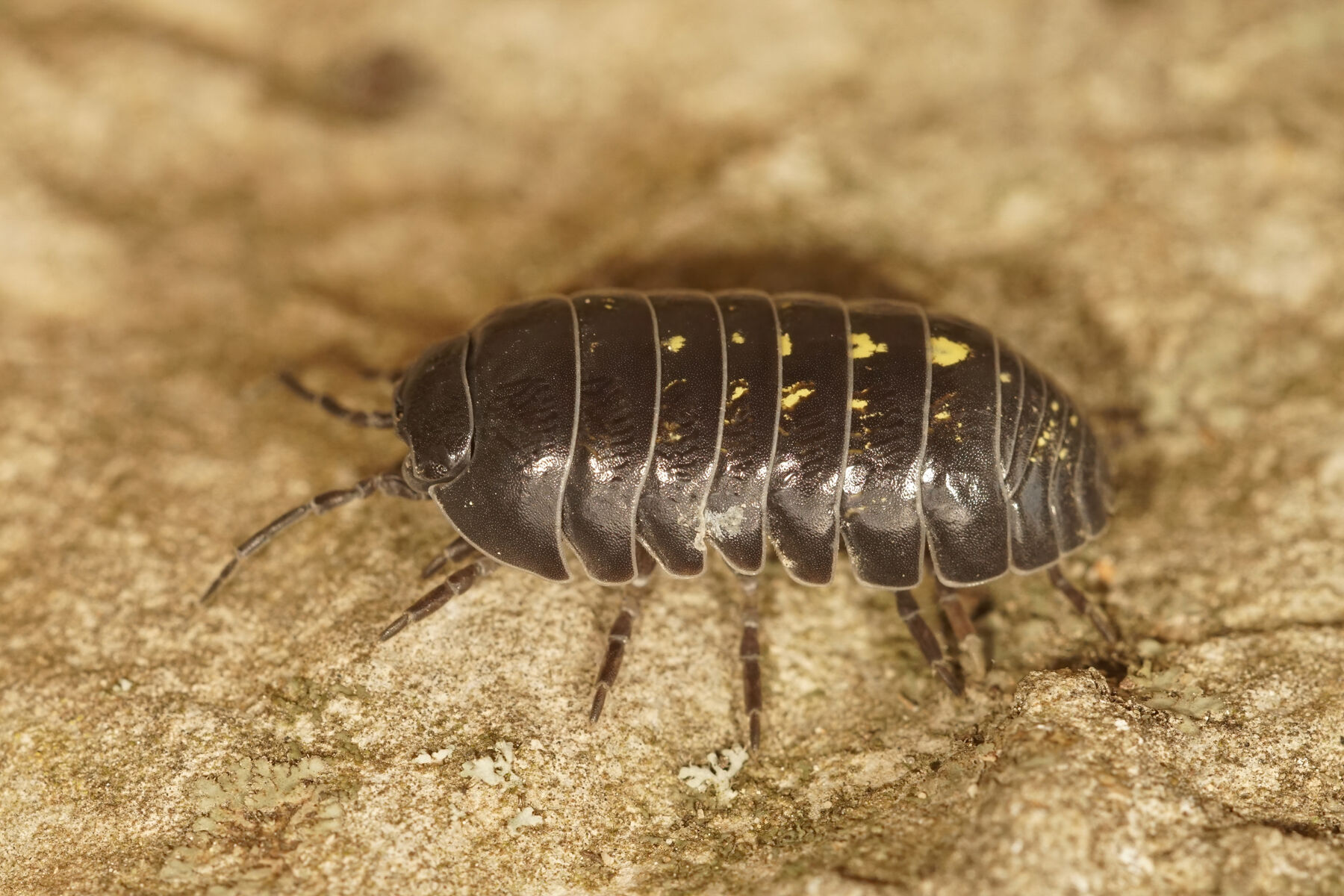 Armadillidium vulgare (Latreille, 1804)