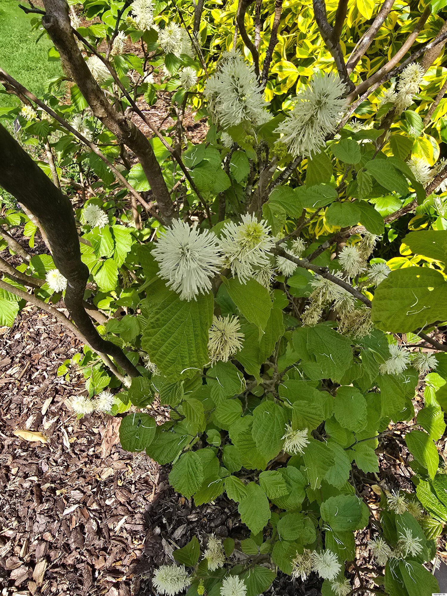 Fothergilla major Lodd.