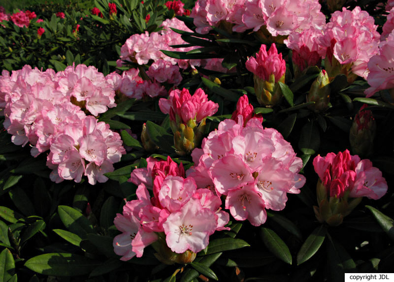 Rhododendron 'Love Song' (R. 'Vulcan's Flame' × R. yakushimanum)