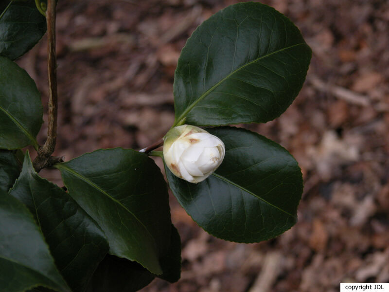 Camellia japonica L. 'Le Lys' [Belg]