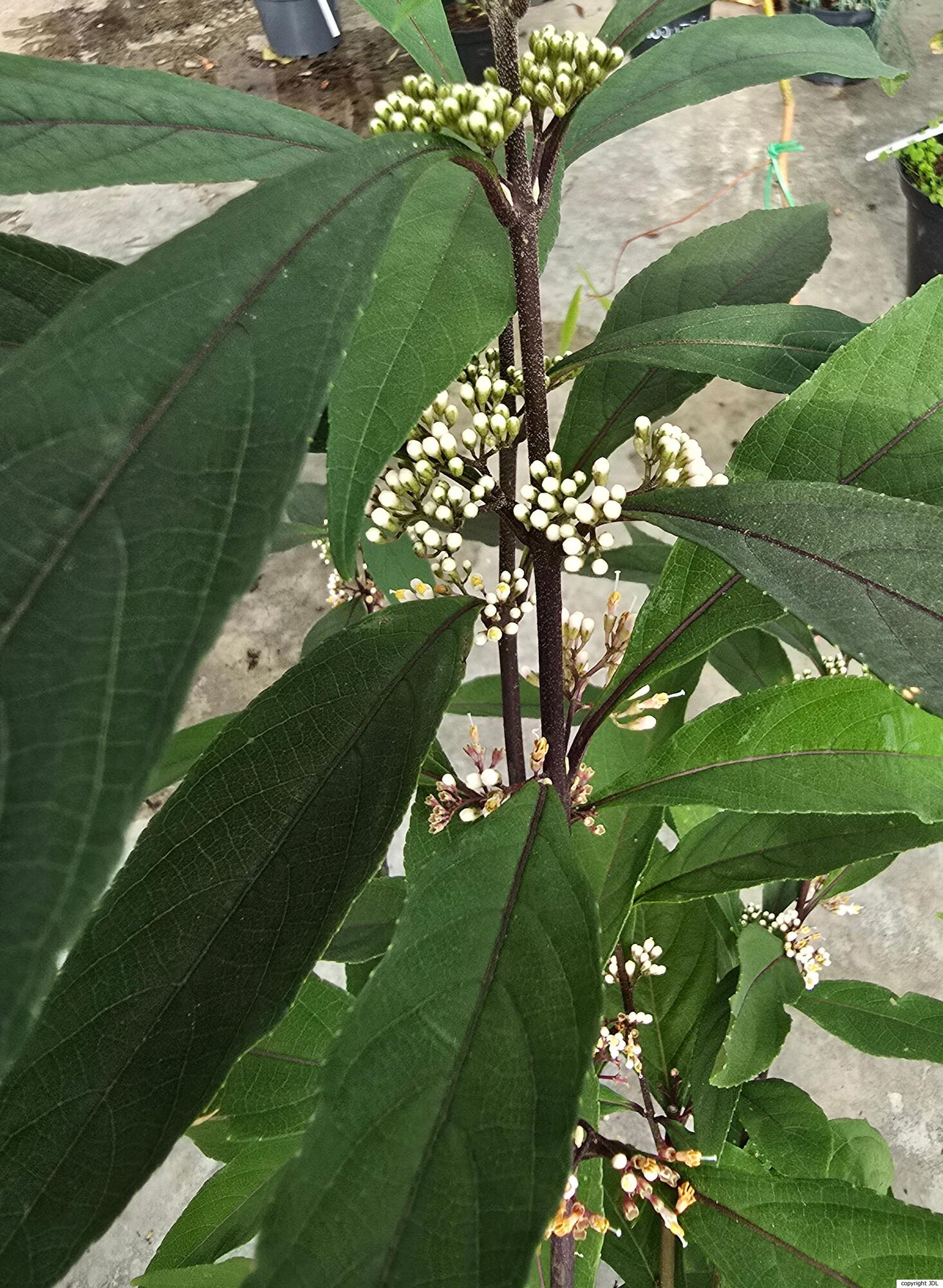 Callicarpa kwangtungensis Chun