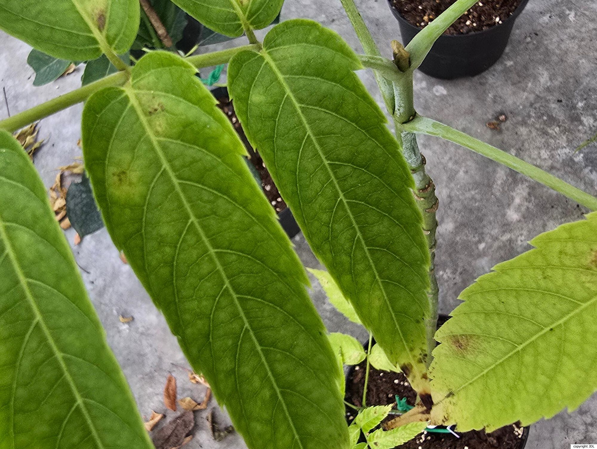 Dipteronia dyeriana A.Henry