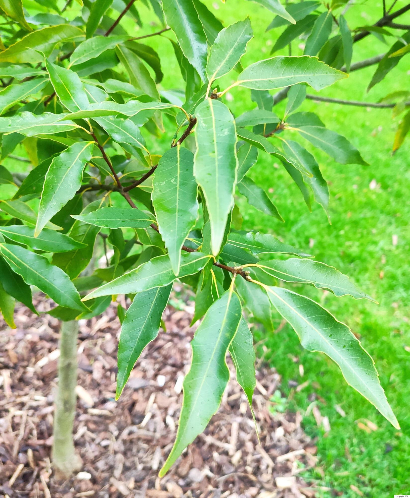 Quercus myrsinifolia Blume