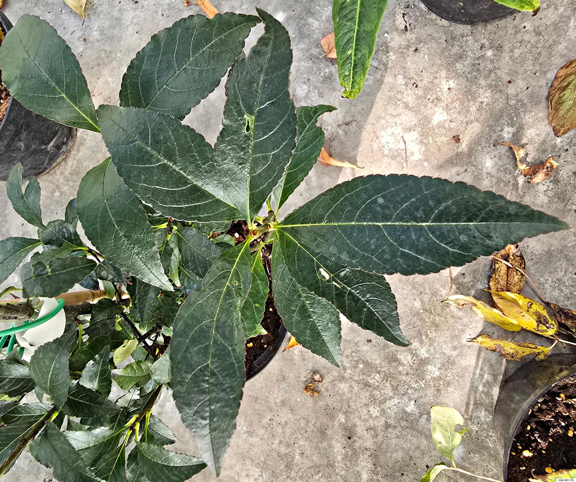 Thomsonaria ligustrifolia (A.Chev.) Rushforth