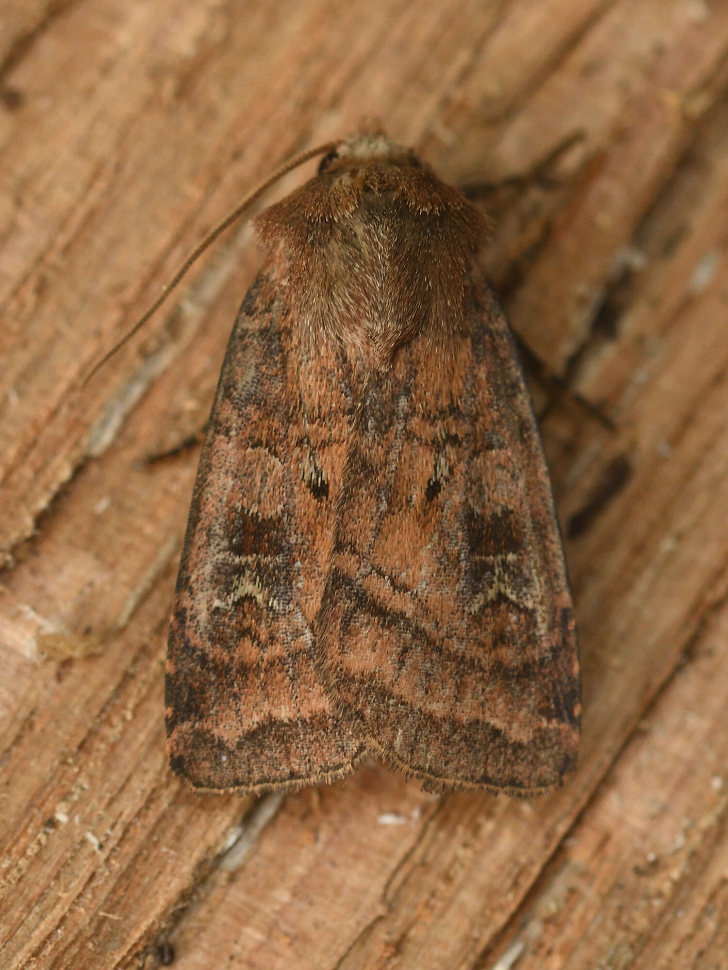 Diarsia rubi (Vieweg, 1790)