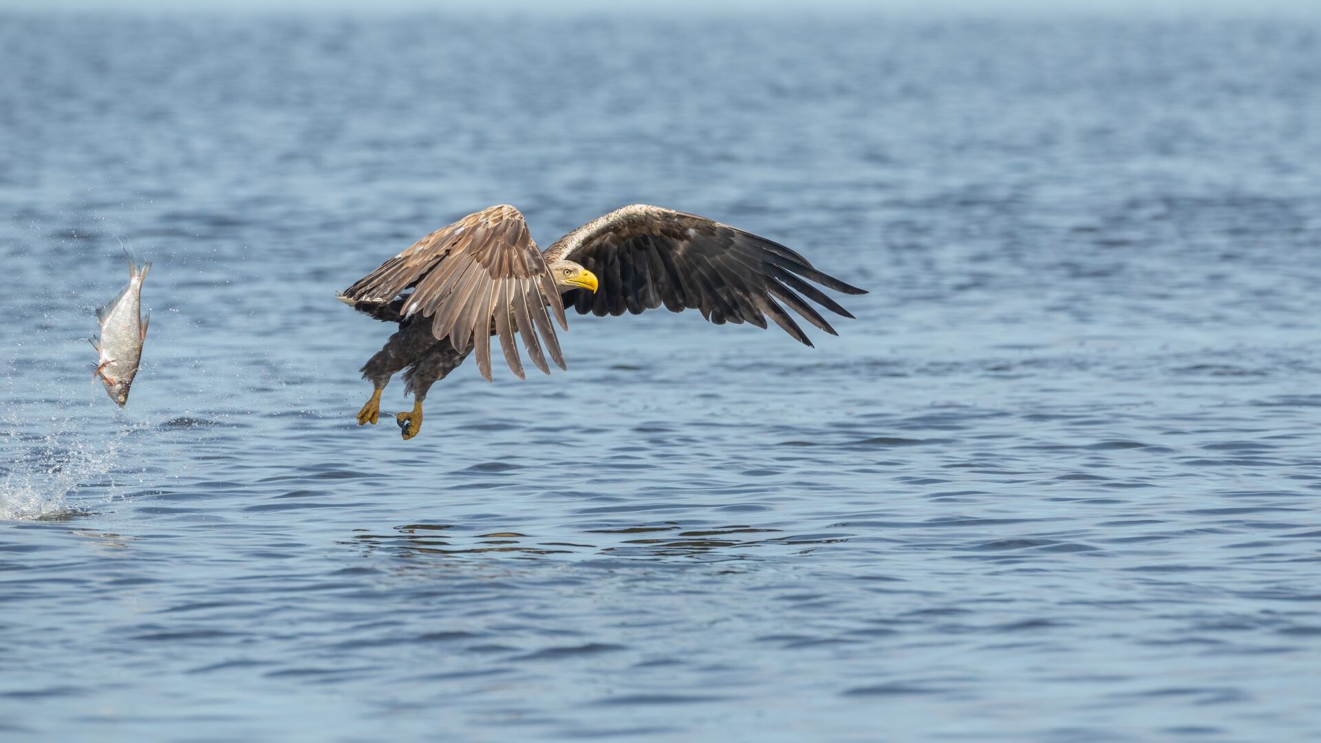 Haliaeetus albicilla (Linnaeus, 1758)
