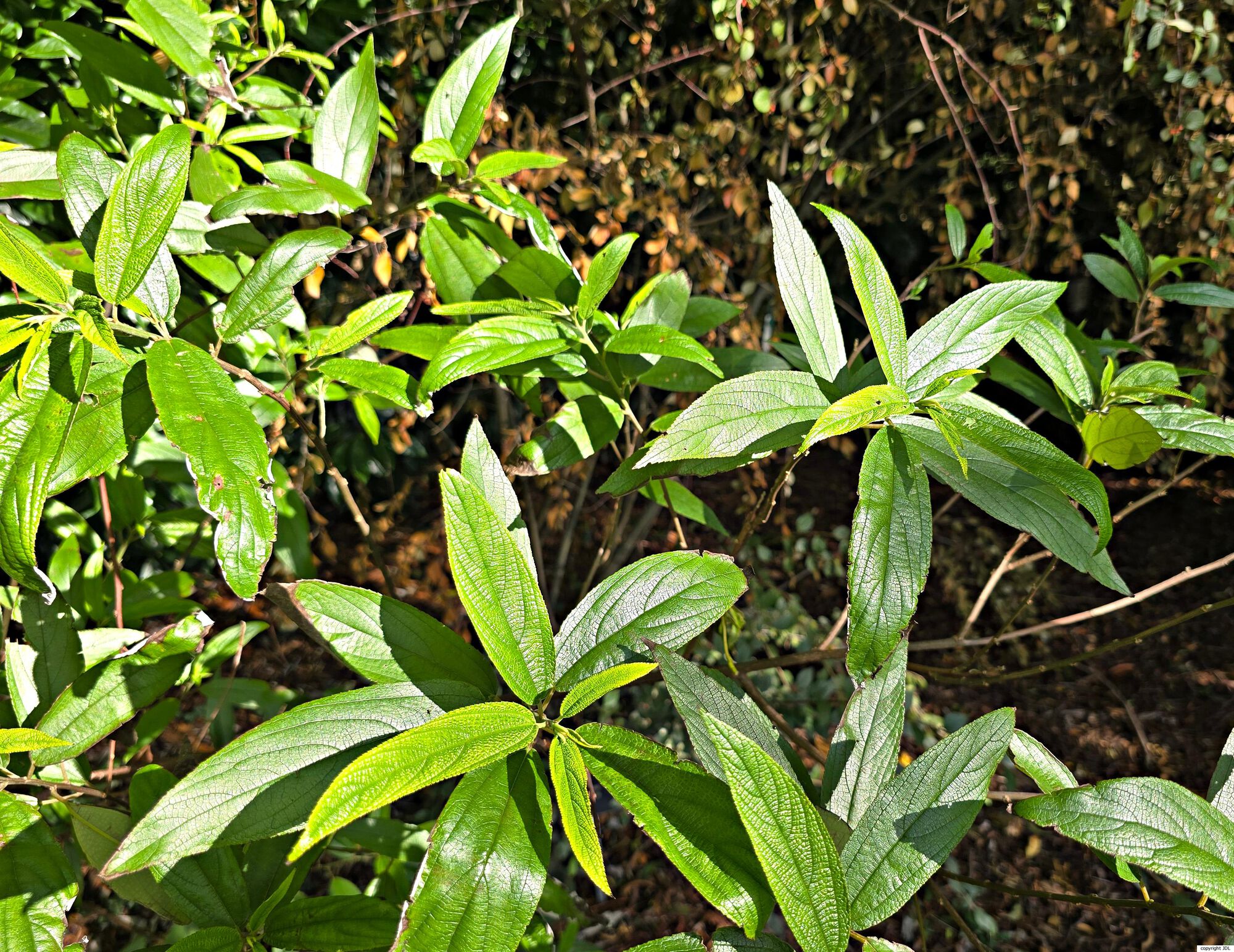 Debregeasia longifolia (Burm.f.) Wedd.