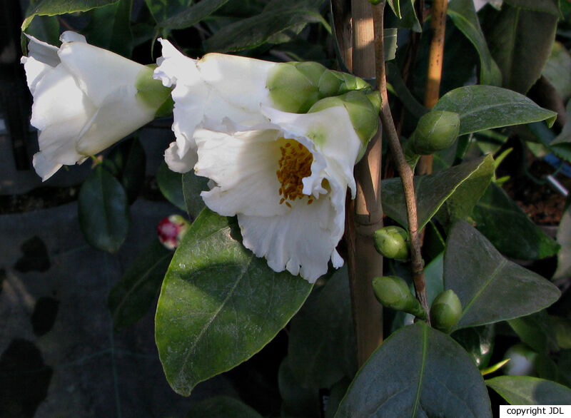 Camellia 'Kihô' (C. chrysantha × C. japonica 'Hakuhô')