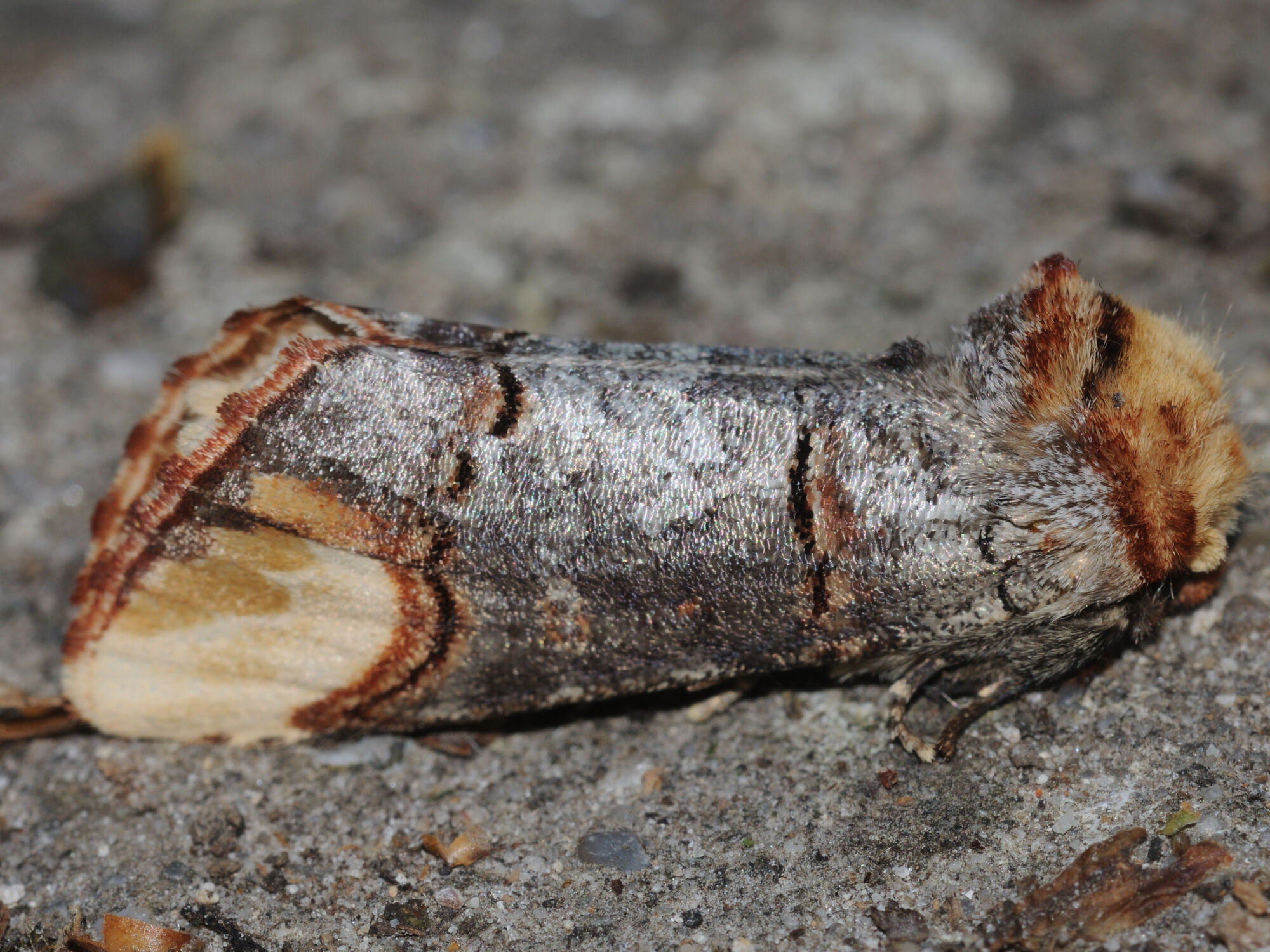 Phalera bucephala (Linnaeus, 1758)