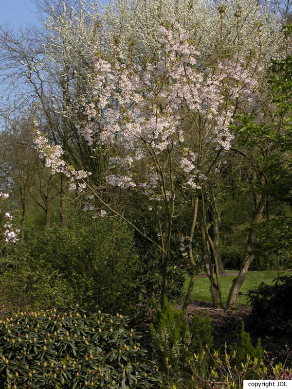 Staphylea holocarpa Hemsl. 'Rosea'