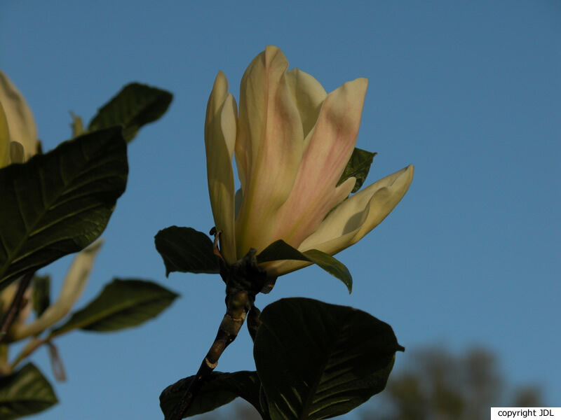 Magnolia 'Tranquility' (M.acuminata × M.×soulangeana)