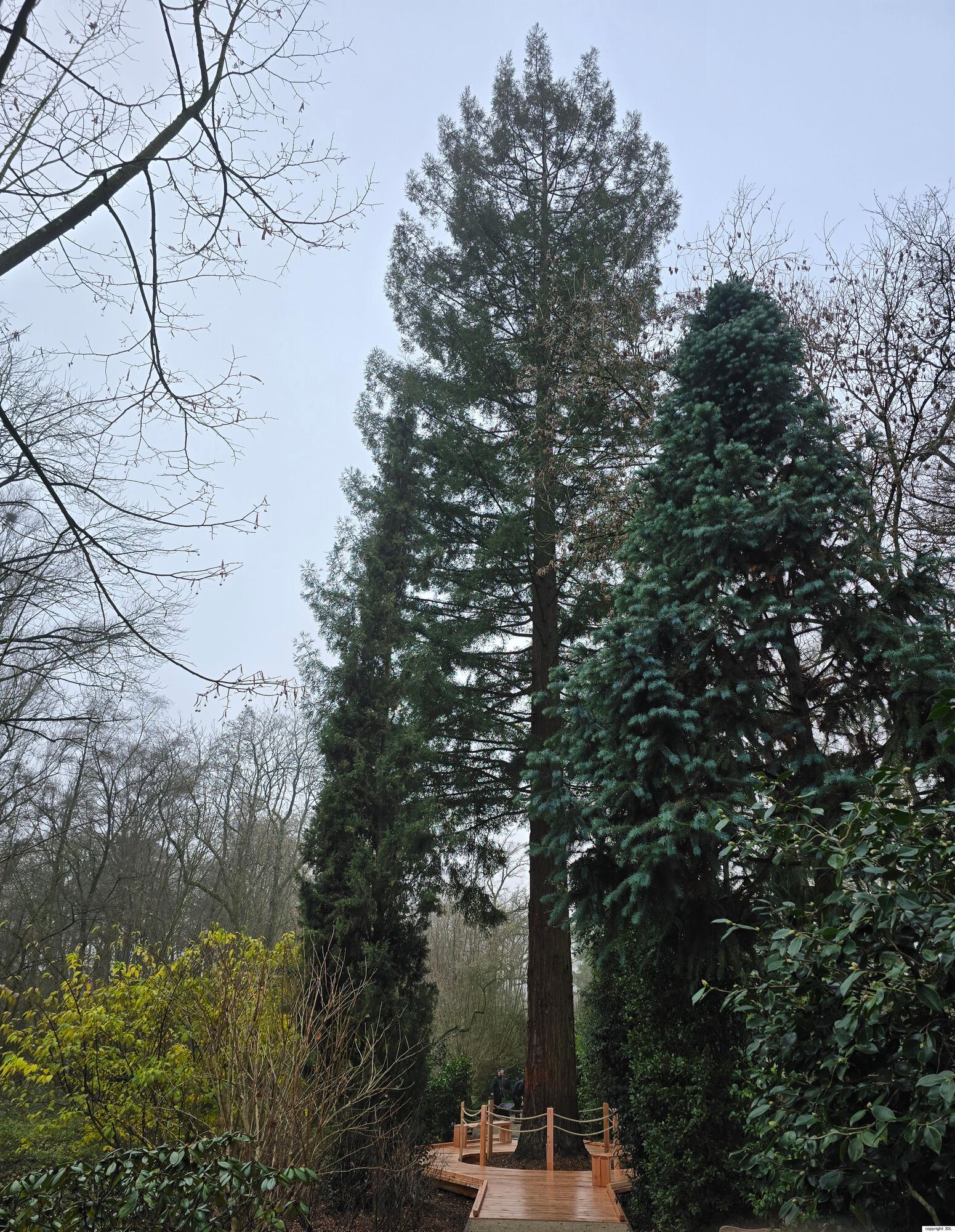 Sequoia sempervirens (D.Don) Endl.