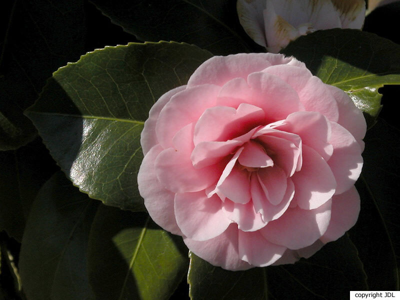Camellia japonica L. cultivar