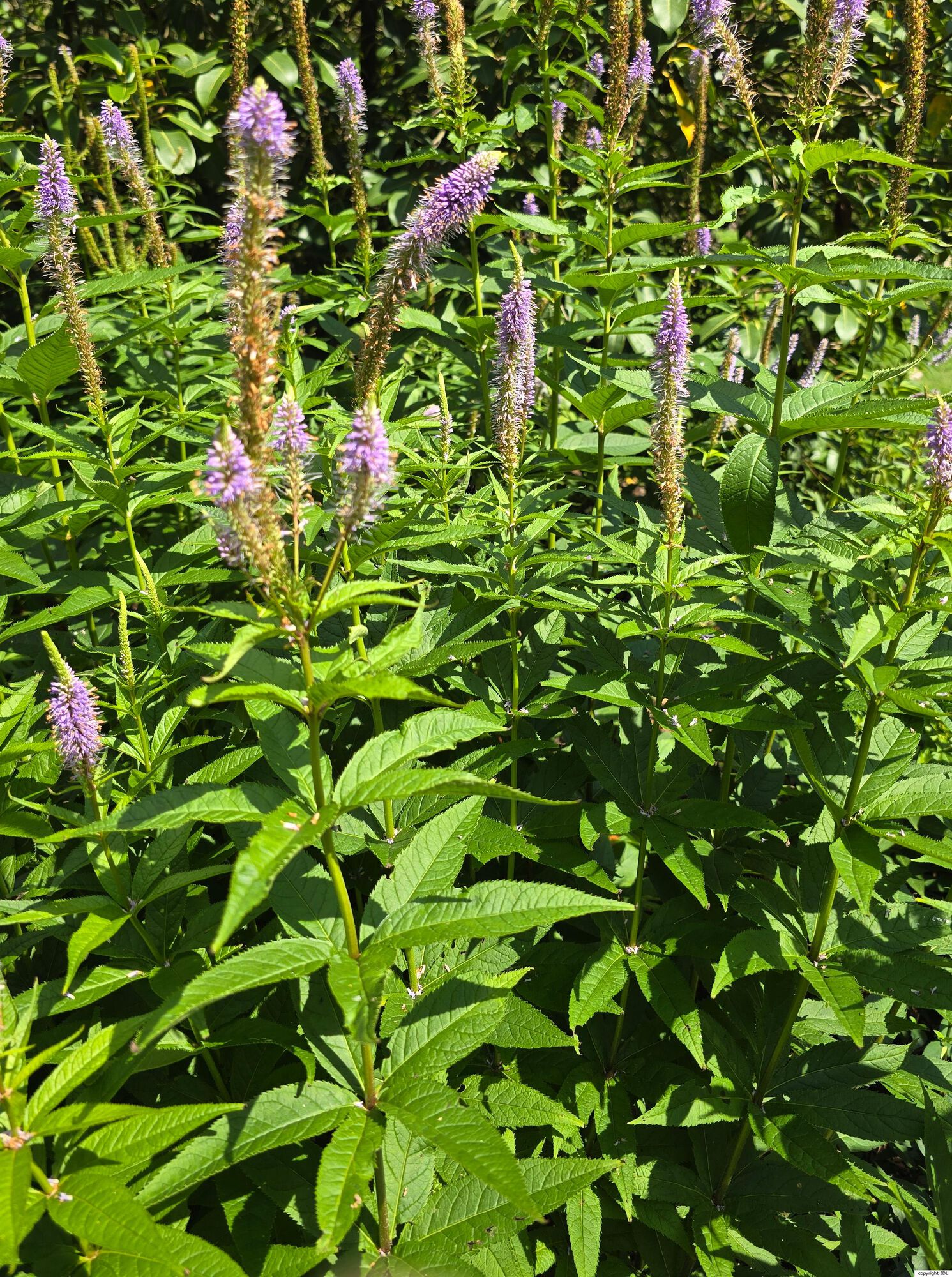 Veronicastrum
