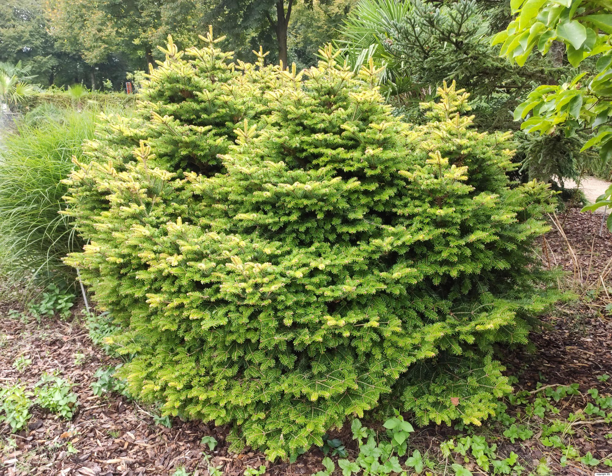 Abies alba Mill. 'Kladsko'